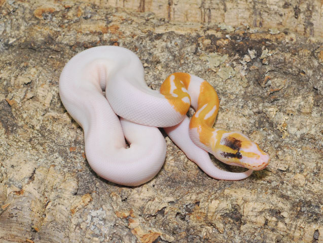 Paradox Albino Pied pic 2