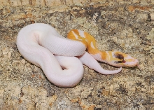 Paradox Albino Pied pic 3