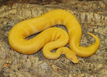 Albino Pinstripe