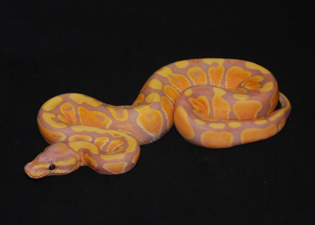 banana fire