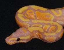 banana fire close up