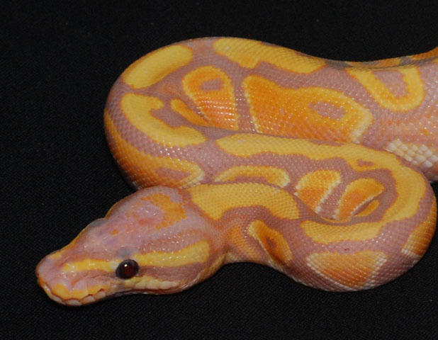 banana fire close up
