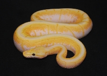 banana fire spinnerblast