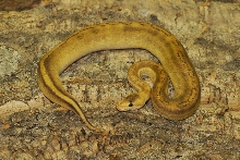 Champaign Ball Python