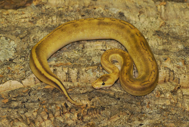 Champaign Ball Python