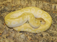 Crystal Mojave Ball Python