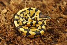 Desert Ball Python