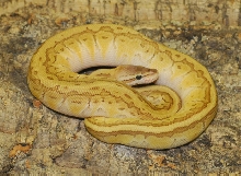 Emperor Pinstripe Female