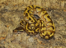 Enchi Mojave