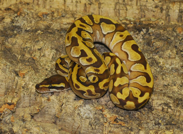 Enchi Mojave