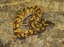 Enchi Mojave