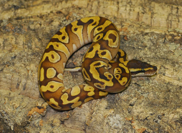 Enchi Mojave