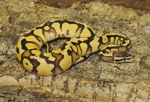 firefly ball python