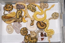 Ball python morph group shot from June 2011