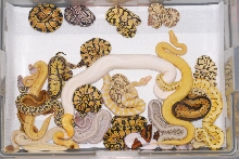 Ball python morph group shot June 2011 #2