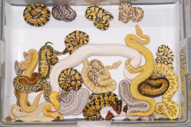 Ball python morph group shot June 2011 #2