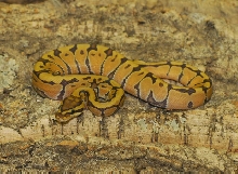 Hypo enchi male