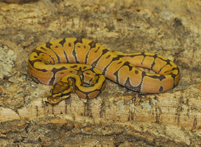 Hypo enchi male