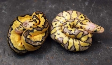 Killer Clown/ Pastel Clown Comparison