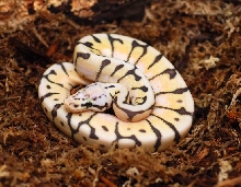 killerbee pic 2