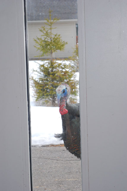 Look who was outside of my shop this morning...