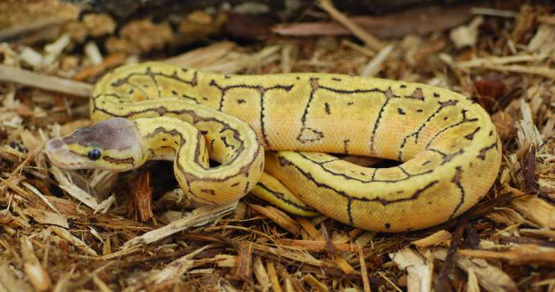 LemonBlast female