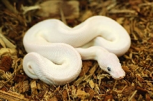 Leucistic- lesser x mojave