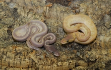 Mystic Potion and Crystal Mojave