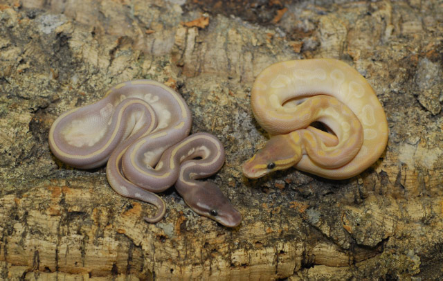 Mystic Potion and Crystal Mojave