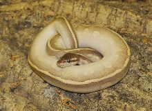 Mystic Potion holdback male