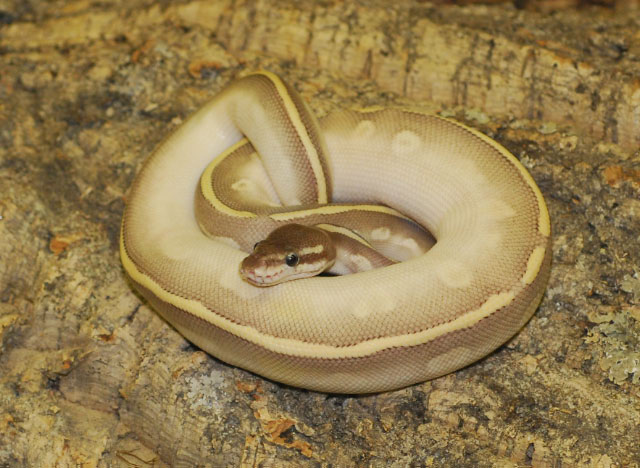 Mystic Potion holdback male