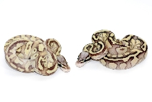 od butterfly vs butterfly