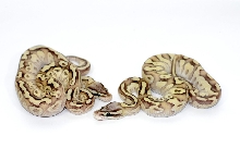 od butterfly pair