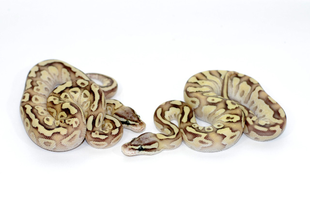 od butterfly pair