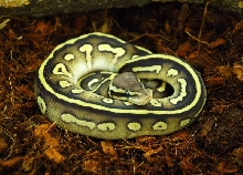pastave female 08