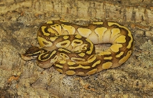Pastel Butter Ball Python