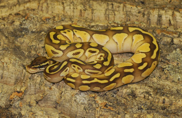 Pastel Butter Ball Python