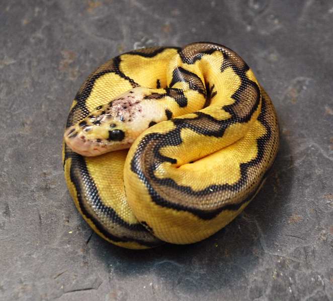 Pastel Clown