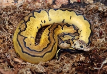 reduced pattern pastel clown update
