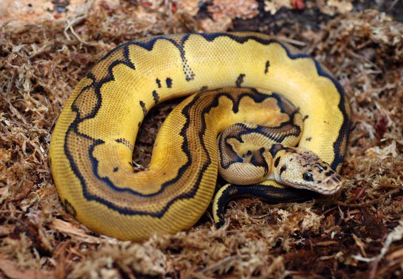 reduced pattern pastel clown update