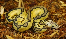 Reduced Pastel Clown