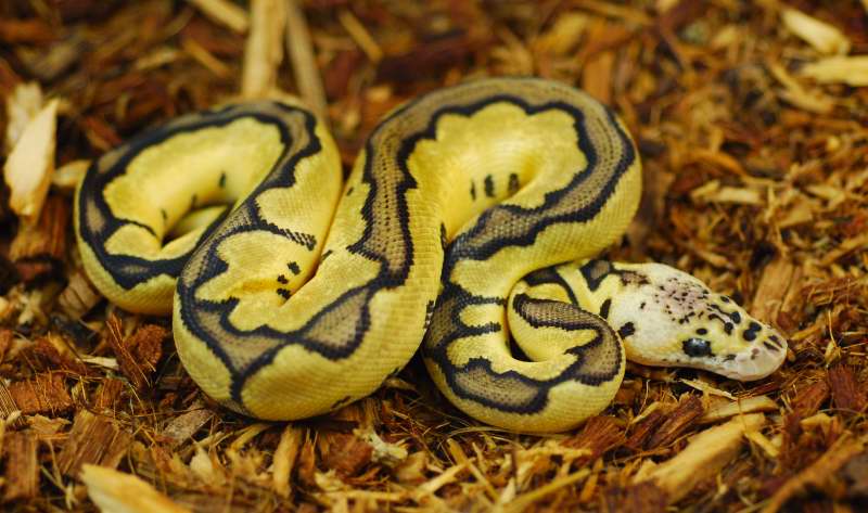 Reduced Pastel Clown