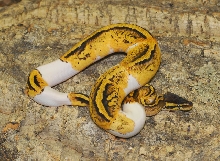 pastel pied male from 2010