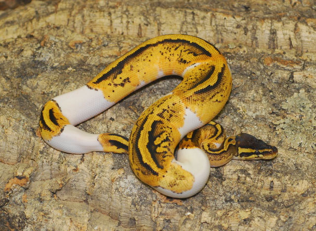 pastel pied male from 2010