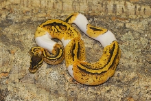 pastel pied male from 2010 pic 2