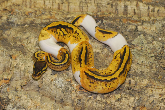 pastel pied male from 2010 pic 2