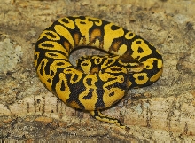 Pastel YellowBelly Male