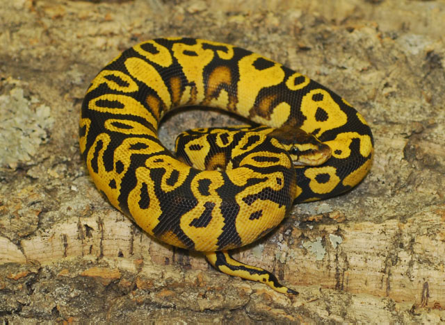 Pastel YellowBelly Male