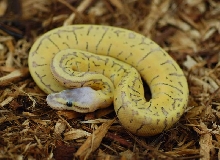 superblast male