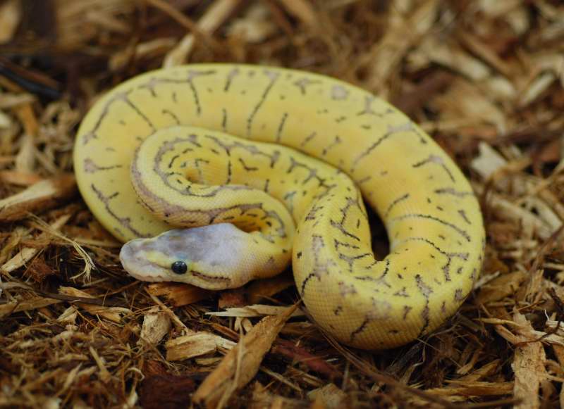superblast male